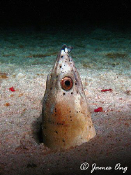 Snake Eel on a night Dive !!! Tools: Canon S1 IS, Inon D2000 by James Ong 